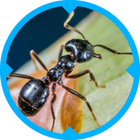 Ant pest Control Services