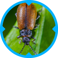 Beetle Pest Control Services