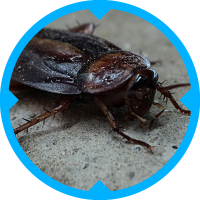 Cockroach Pest Control Services