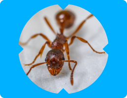 Pest Control Services