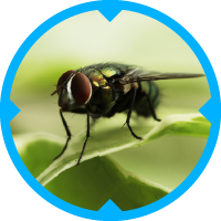 Fly Pest Control Services