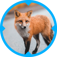 Fox Pest Control Services