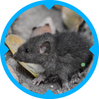 Mice Pest Control Services