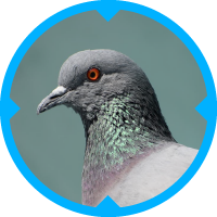 Pigeon Pest Control Services