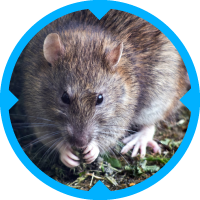 Rat Pest Control Services