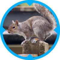 Grey Squirrel Pest Control Services