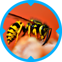 Wasp Pest Control Services