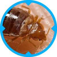 Bed Bug Pest Control Services