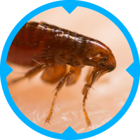 Flea Pest Control Services