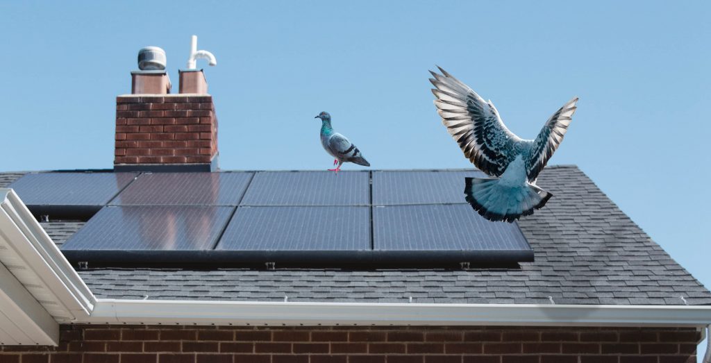 Pigeon proofing solar panels